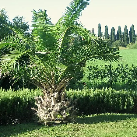 Carmela Ventisei * Lazise